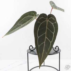 Anthurium Dark and  Handsome '9' x Minerva '20' by DocBlock® (wk29-F)