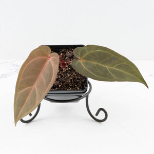 Anthurium Dark and Handsome '9' x Minerva '20' by DocBlock® (wk31-E)