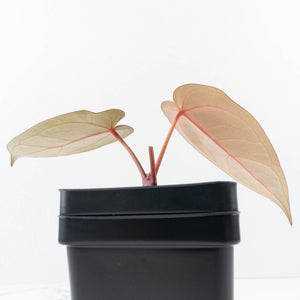 Anthurium Dark and Handsome '9' x Minerva '20' by DocBlock® (wk31-E)