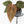 Anthurium Dark and Handsome '9' x Minerva '20' by DocBlock® (wk32-N)