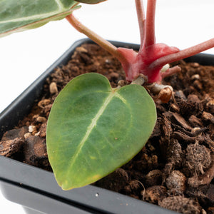 Anthurium Dark and Handsome '9' x Minerva '20' by DocBlock® (wk32-N)