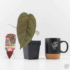 Anthurium Dark and Handsome '9' x Minerva '20' by DocBlock (wk38-L162)