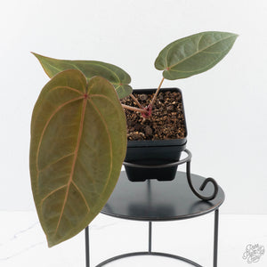 Anthurium Dark and Handsome '9' x Minerva '20' by DocBlock (wk38-L162)
