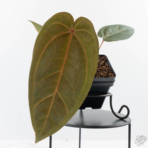 Anthurium Dark and Handsome '9' x Minerva '20' by DocBlock (wk38-L162)