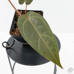 Anthurium Dark and Handsome '9' x Minerva '20' by DocBlock (wk38-L162)