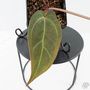 Anthurium Dark and Handsome '9' x Minerva '20' by DocBlock (wk38-L162)