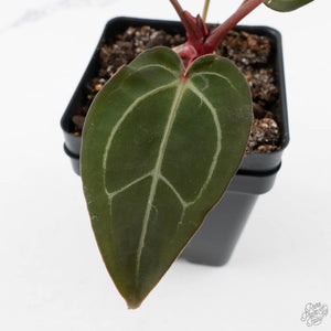 Anthurium Dark and Handsome '9' x Minerva '20' by DocBlock (wk39-L185)