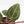 Anthurium Dark and Handsome '9' x Minerva '20' by DocBlock (wk39-L185)