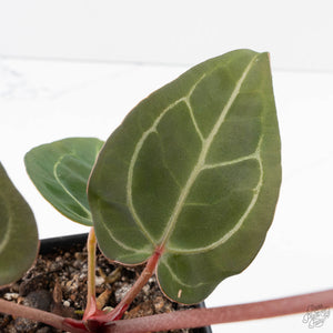 Anthurium Dark and Handsome '9' x Minerva '20' by DocBlock (wk39-L185)