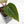 Anthurium Dark and Handsome '9' x Minerva '20' by DocBlock (wk39-L185)