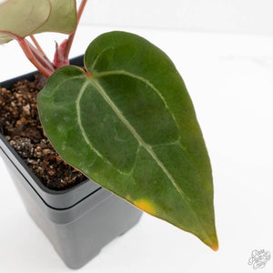 Anthurium Dark and Handsome '9' x Minerva '20' by DocBlock (wk39-L185)
