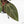 Anthurium Dark and Handsome '9' x Minerva '20' by DocBlock (wk39-L185)