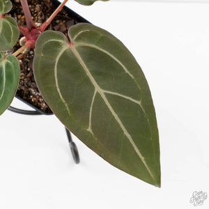 Anthurium Dark and Handsome '9' x Minerva '20' by DocBlock (wk39-L185)