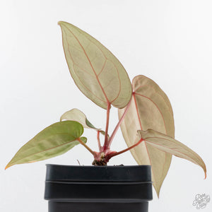 Anthurium Dark and Handsome '9' x Minerva '20' by DocBlock (wk39-L185)