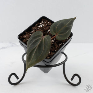 Anthurium Dark and Handsome '9' x Minerva '20' by DocBlock (wk41-L353)