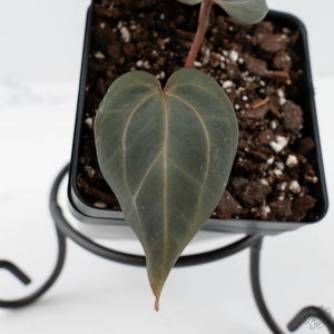 Anthurium Dark and Handsome '9' x Minerva '20' by DocBlock (wk41-L353)
