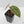 Anthurium Dark and Handsome '9' x Minerva '20' by DocBlock (wk41-L357)
