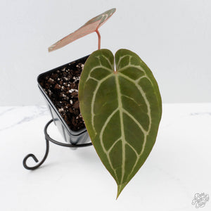 Anthurium Dark and Handsome '9' x Minerva '20' by DocBlock (wk41-L357)