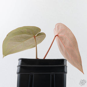 Anthurium Dark and Handsome '9' x Minerva '20' by DocBlock (wk41-L357)
