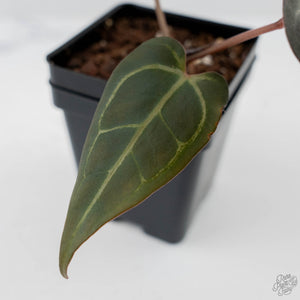 Anthurium Dark and Handsome '9' x Minerva '20' by DocBlock (wk44-L417)
