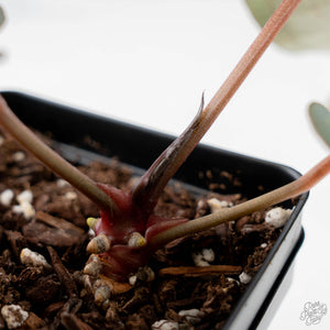 Anthurium Dark and Handsome '9' x Minerva '20' by DocBlock (wk44-L417)