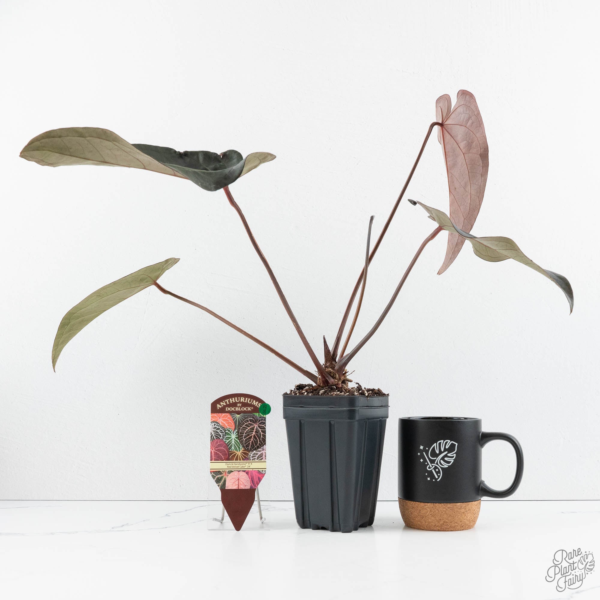 anthurium dark velvet Anthurium Red Velvet Cake '24' x Dark & Handsome '9' by DocBlock (wk19-G)