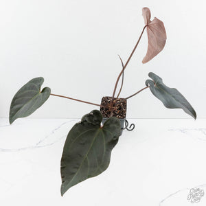 Anthurium Dark and Handsome '9' x Red Velvet Cake '24' by DocBlock® (wk19-S)