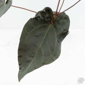Anthurium Dark and Handsome '9' x Red Velvet Cake '24' by DocBlock® (wk19-S)