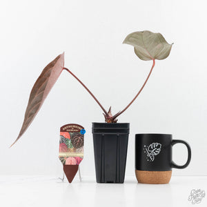 Anthurium Dark and Handsome '9' x Red Velvet Cake '24' by DocBlock® (wk23-L) *Extra Long & Narrow*