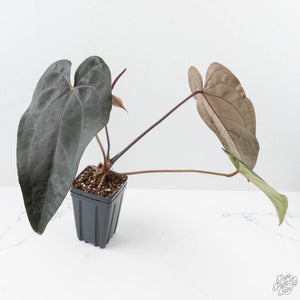 Anthurium Dark and Handsome '9' x Red Velvet Cake '24' by DocBlock® (wk27-G) Extra Dark