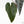 Anthurium Dark and Handsome '9' x Red Velvet Cake '24' by DocBlock® (wk27-G) Extra Dark
