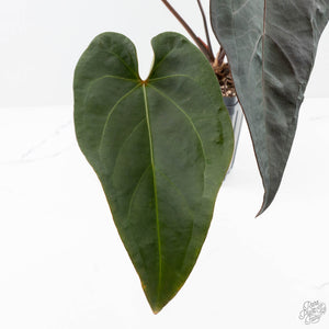 Anthurium Dark and Handsome '9' x Red Velvet Cake '24' by DocBlock® (wk27-G) Extra Dark