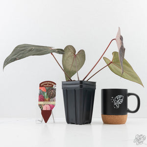 Anthurium Dark and Handsome '9' x Zara '14' by DocBlock® (wk24-K)