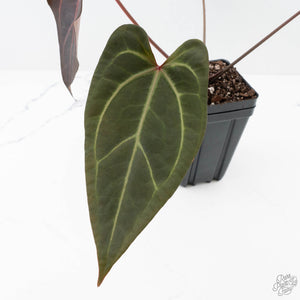 Anthurium Dark and Handsome '9' x Zara '14' by DocBlock® (wk24-K)