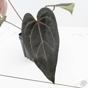 Anthurium Dark and Handsome '9' x Zara '14' by DocBlock® (wk24-K)