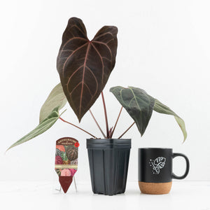 Anthurium Dark and Handsome '9' x Zara '14' by DocBlock® (wk32-K)