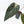 Anthurium Dark and Handsome '9' x Zara '14' by DocBlock® (wk32-K)