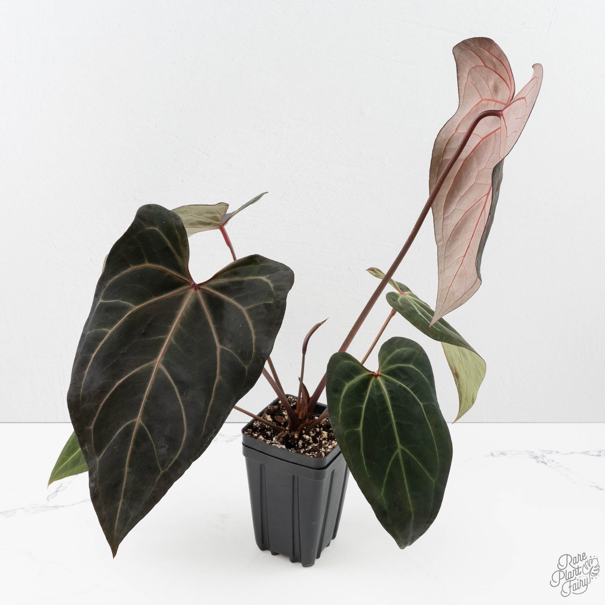 Anthurium Dark and Handsome '9' x Zara '14' by DocBlock (wk39-L184
