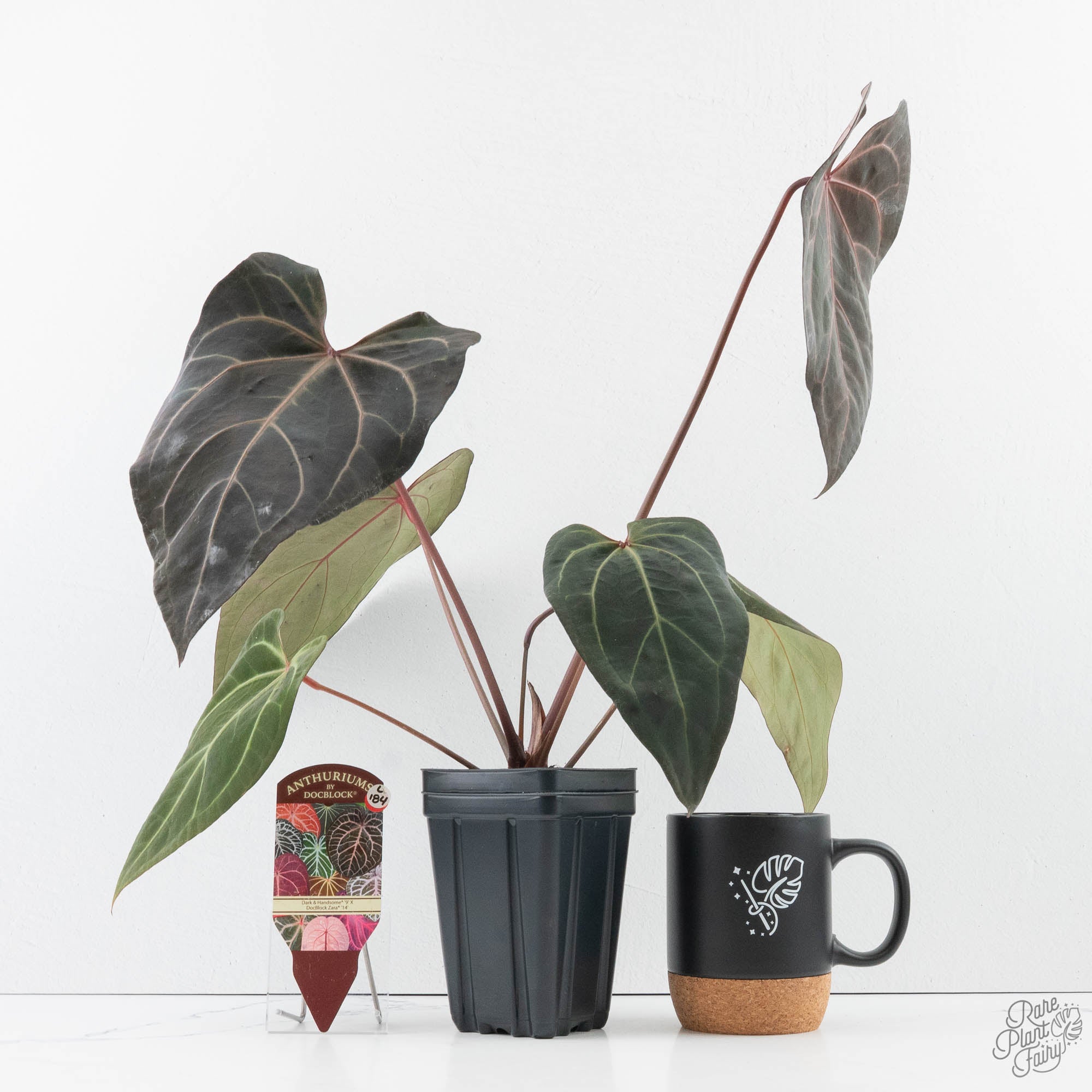 Anthurium Dark and Handsome '9' x Zara '14' by DocBlock (wk39-L184