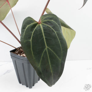 Anthurium Dark and Handsome '9' x Zara '14' by DocBlock (wk39-L184)