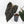 Anthurium Dark and Handsome '9' x Zara '14' by DocBlock (wk39-L184)