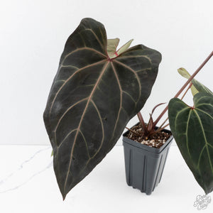 Anthurium Dark and Handsome '9' x Zara '14' by DocBlock (wk39-L184)