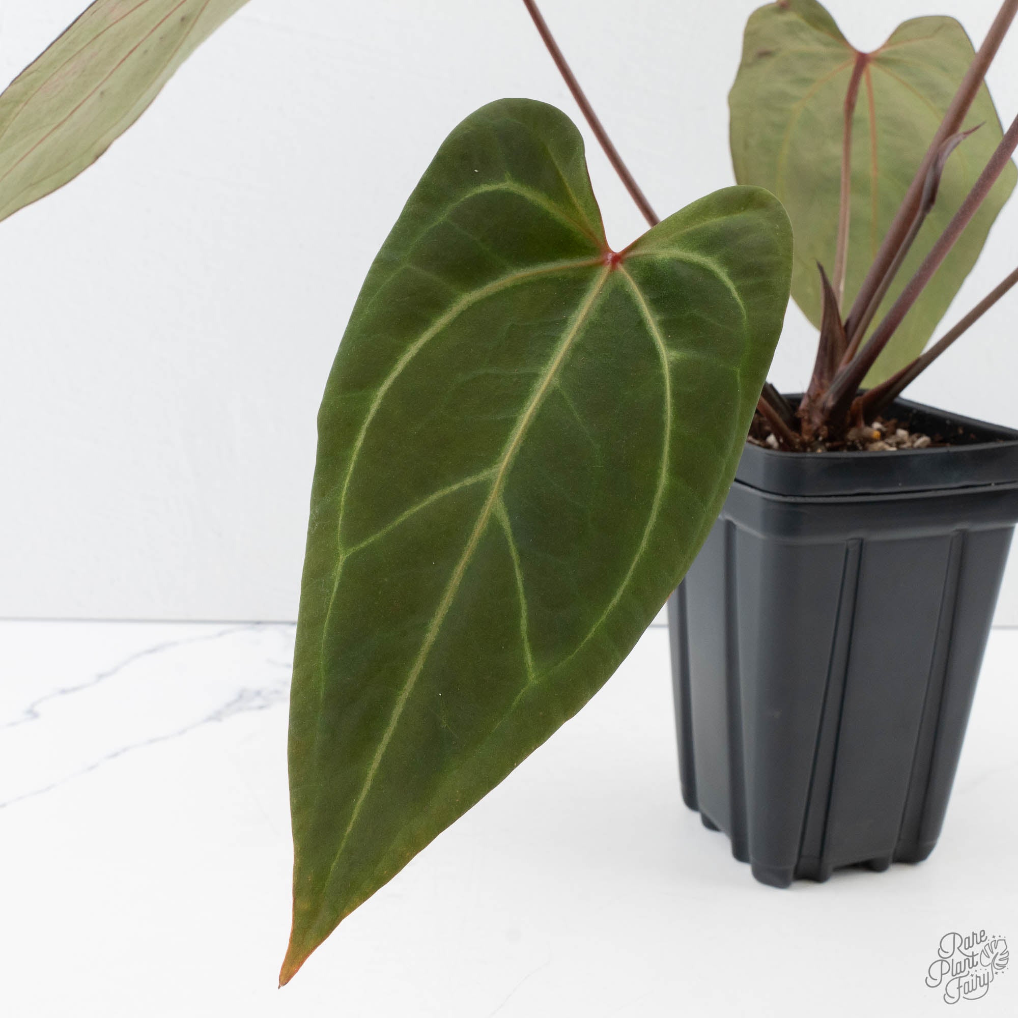 Anthurium Dark and Handsome '9' x Zara '14' by DocBlock (wk39-L184