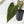 Anthurium Dark and Handsome '9' x Zara '14' by DocBlock (wk39-L184)