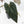 Anthurium Dark and Handsome '9' x Zara '14' by DocBlock (wk39-L184)