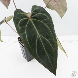 Anthurium Dark and Handsome '9' x Zara '14' by DocBlock (wk39-L184)