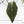 Anthurium Dark and Handsome '9' x Zara '14' by DocBlock (wk39-L184)