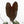 Anthurium Dark and Handsome '9' x Zara '14' by DocBlock (wk39-L184)