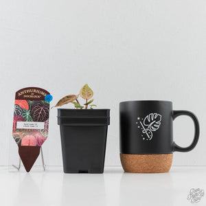 Variegated Anthurium Darth Vader '75' x Darth Vader '73' by DocBlock (wk43-U184)