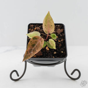 Variegated Anthurium Darth Vader '75' x Darth Vader '73' by DocBlock (wk43-U184)